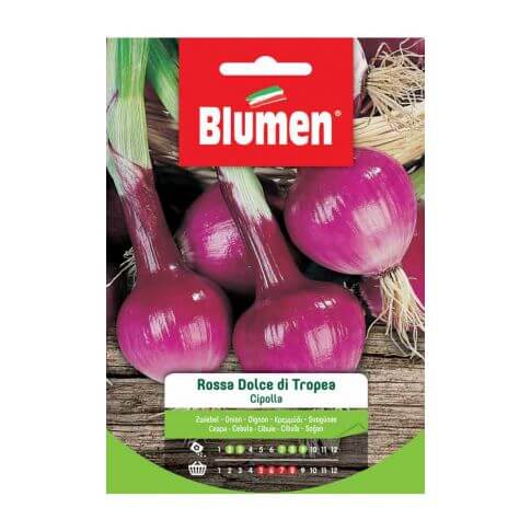 Sweet red onion seeds from Tropea Blumen