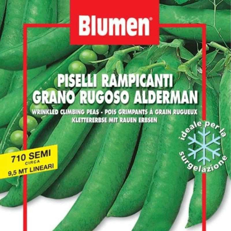 Klettererbsensamen Gran Rugoso Alderm im Umschlag