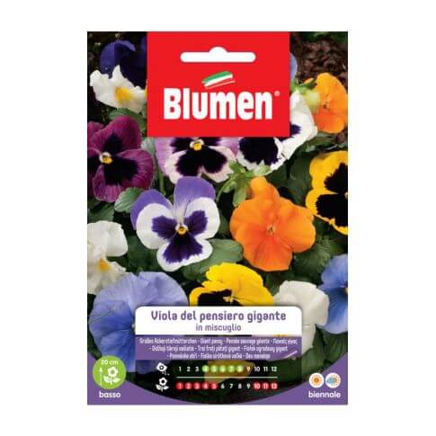 Giant Pansy Seeds Blumen