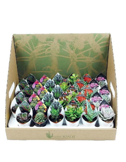 Succulent Plants and Succulent Pot 5.5 cm