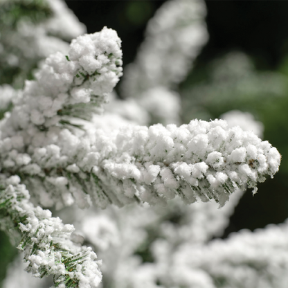 Snow-covered Liberty Spruce Christmas tree Ø148 x H180 cm