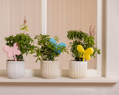 Dispensador de agua para plantas en forma de mariposa