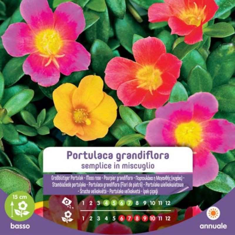 Semillas individuales mixtas de Portulaca Grandiflora