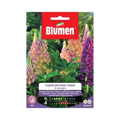 Semi Lupino Perenne Russel Mix Blumen