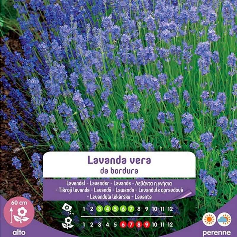 Semillas de lavanda verdaderas para borde en sobre