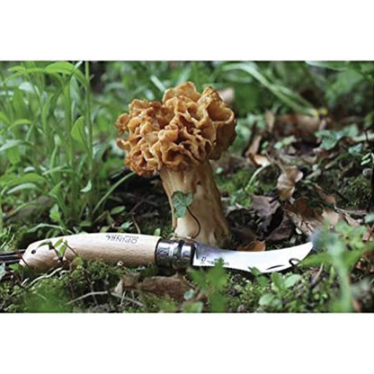 Mushroom knife with wooden handle