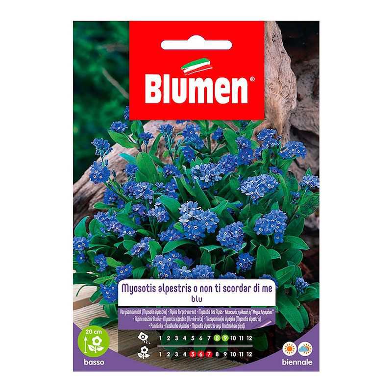 Blaue Myosotis Alpestris oder Vergissmeinnicht-Samen im Umschlag