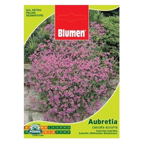 Beutel mit Aubretia Blue Waterfall-Samen