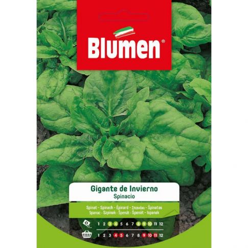 Semillas de Espinaca Gigante de Invierno Blumen