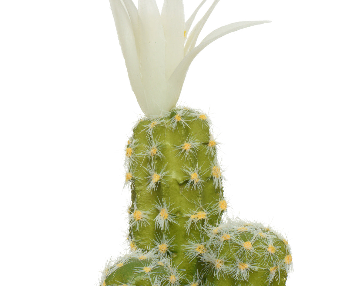 Cactus plant with pot 7,5x7,5x24h cm