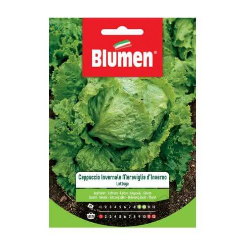 Semillas de Lechuga Blumen Winter Cap