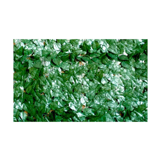 Evergreen laurel 1x3 m