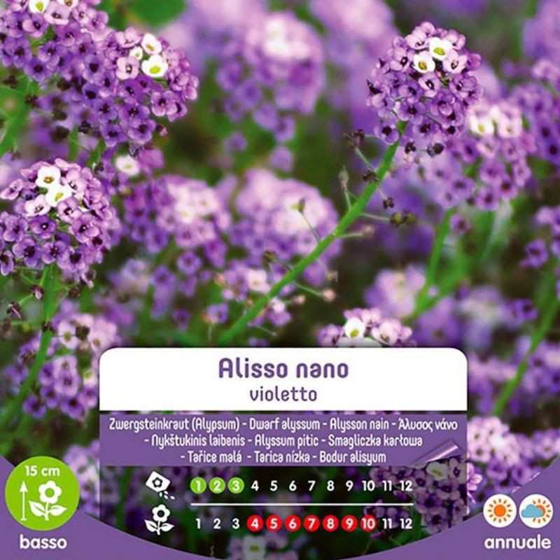 Semillas de Alyssum violeta enana en sobre