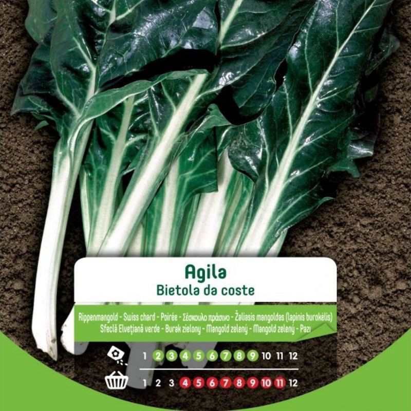 Agila Chard Seeds