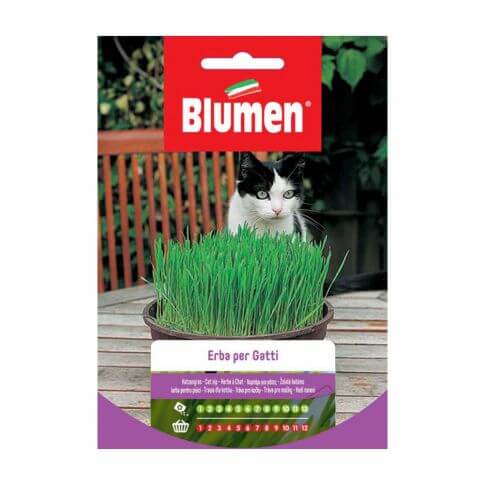 Seeds Grass For Cats Blumen