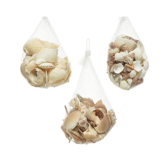 Decorative Shells 14X14X8 Cm