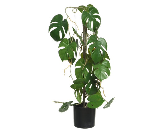 Monstera plant in polyester with pot 31x20x63,5h cm