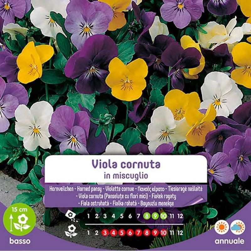 Semillas De Viola Cornuta Una Mezcla En Sobre