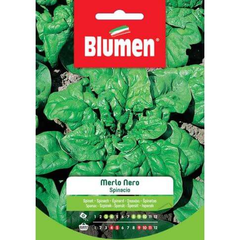 Black Merlo Spinatsamen Blumen