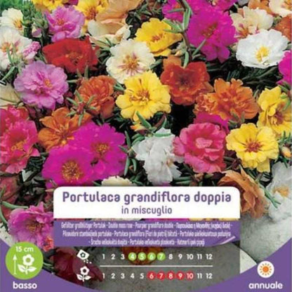 Portulaca Grandiflora Doppelsamen im Umschlag