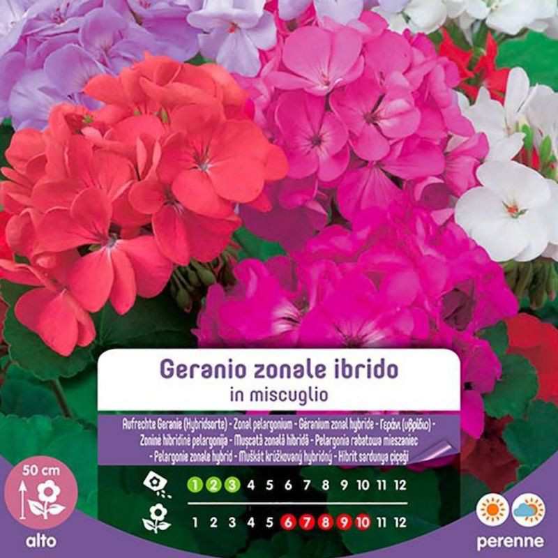 Hybrid zonal mixed geranium seeds in bag