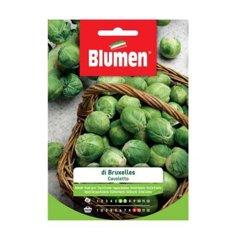 Brussel Sprout Seeds Blumen