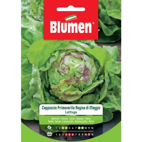 Spring Head Lettuce Seeds