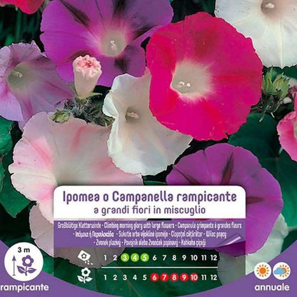 Semillas De Ipomea O Campana Trepadora Con Flores Grandes En Una Mezcla