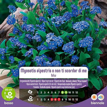 Blaue Myosotis Alpestris oder Vergissmeinnicht-Samen im Umschlag