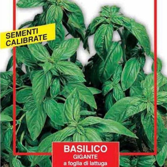 Semillas de Albahaca Gigante - Maxi