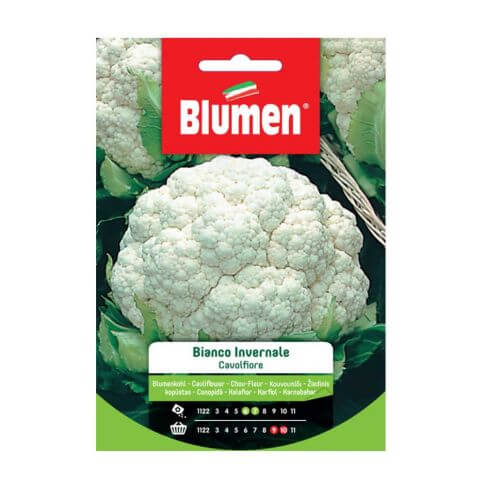 Semillas de coliflor blanca de invierno Blumen